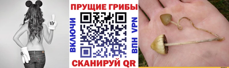 блэк спрут вход  Амурск  Псилоцибиновые грибы MAGIC MUSHROOMS  как найти наркотики 